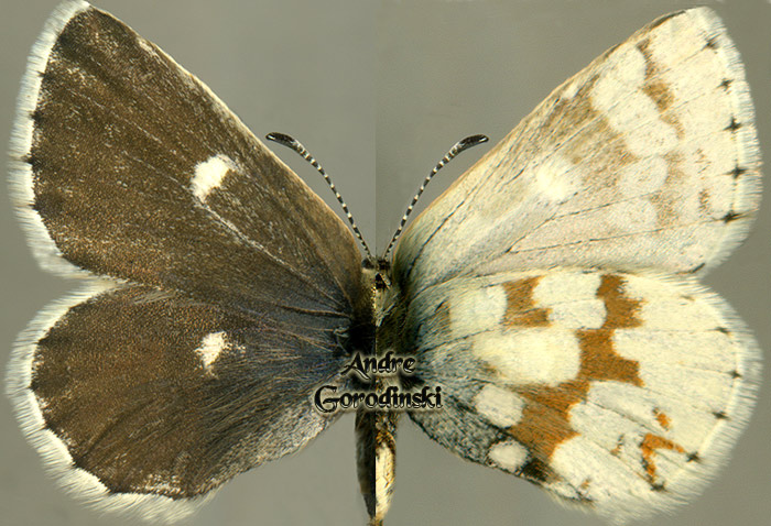 lycaenidae/Albulina amphiroe.jpg